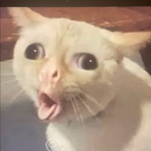 Meet your Posher, Jorge